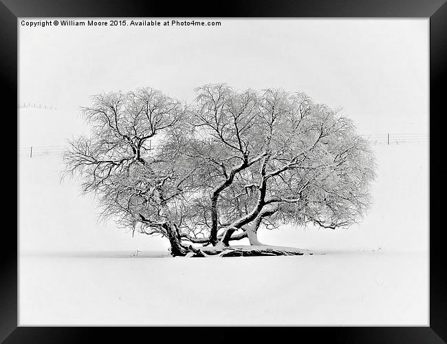  Tree in Winter Framed Print by William Moore