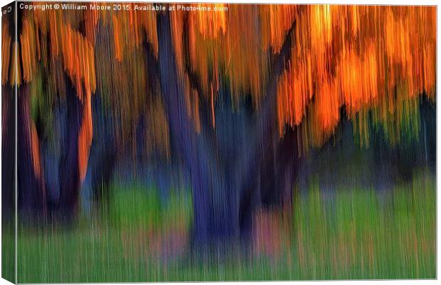 Tree Grove In Fall  Canvas Print by William Moore