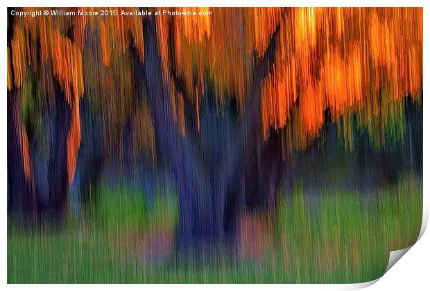 Tree Grove In Fall  Print by William Moore