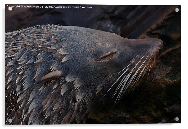 Sleepy Seal Acrylic by rawshutterbug 