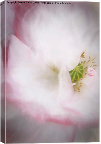 Pretty Poppy Canvas Print by Ann Garrett