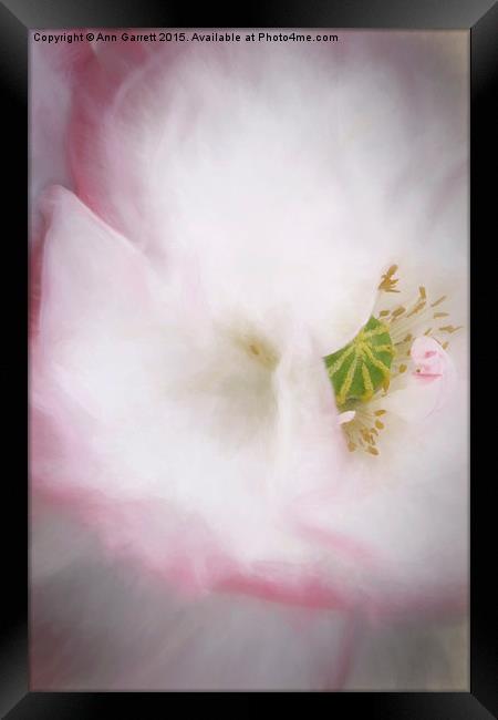 Pretty Poppy Framed Print by Ann Garrett