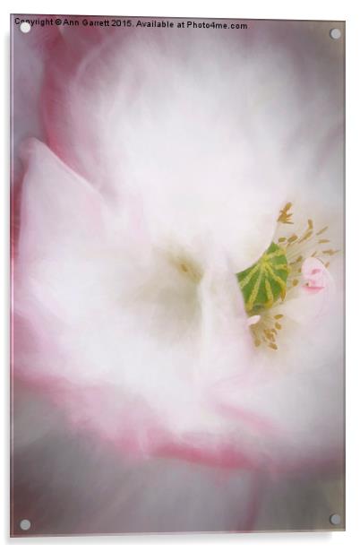 Pretty Poppy Acrylic by Ann Garrett
