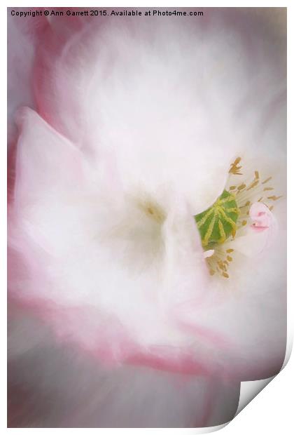 Pretty Poppy Print by Ann Garrett