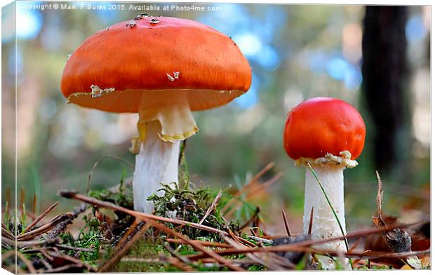  Fly Agaric ,  Amanita muscaria Canvas Print by Mark  F Banks