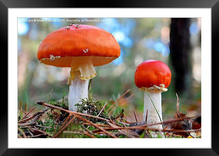  Fly Agaric ,  Amanita muscaria Framed Mounted Print by Mark  F Banks