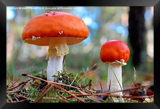  Fly Agaric ,  Amanita muscaria Framed Print by Mark  F Banks