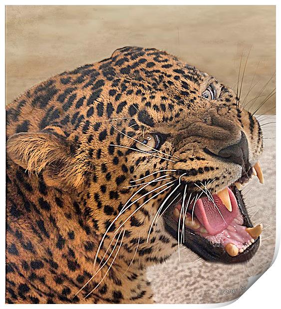The Jaguar Print by Irene Burdell