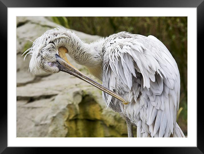 Soggy Pelican Framed Mounted Print by Mike Gorton