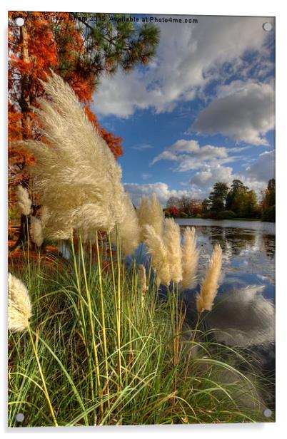  Pampas Grass by a Lake Acrylic by Tony Sharp LRPS CPAGB