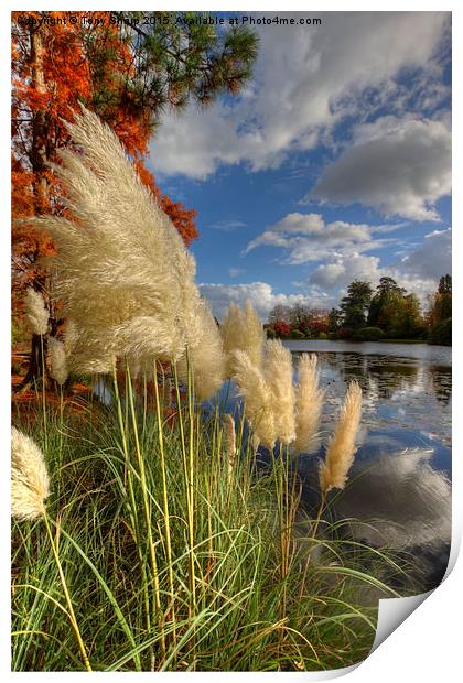  Pampas Grass by a Lake Print by Tony Sharp LRPS CPAGB