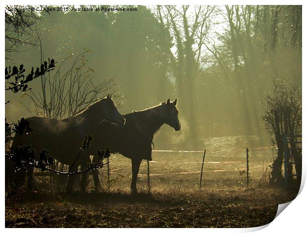 Two Horses at Winter Print by CJ Allen