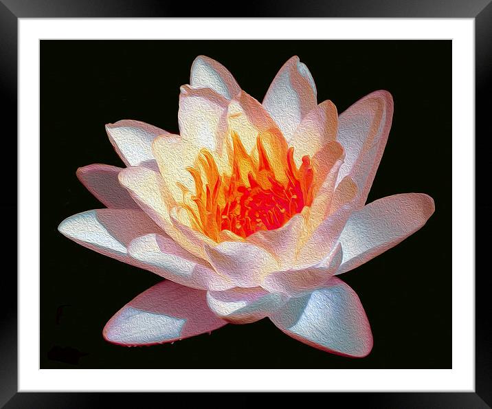 Oil Painted Waterlily  Framed Mounted Print by james balzano, jr.
