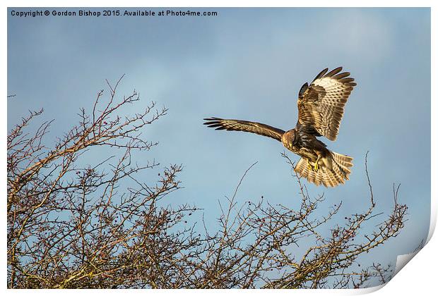  Buzzardlanding Print by Gordon Bishop