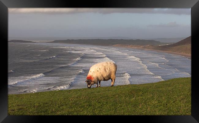  A sheep at Rhossili Framed Print by Leighton Collins
