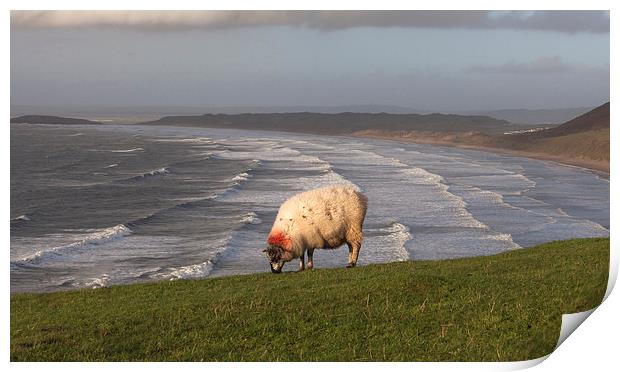  A sheep at Rhossili Print by Leighton Collins