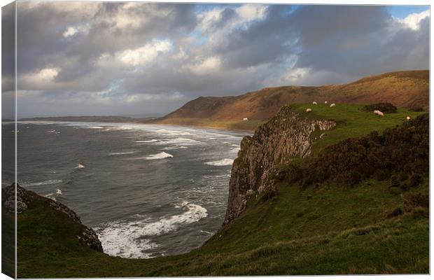  Sheep at Rhossili bay Canvas Print by Leighton Collins