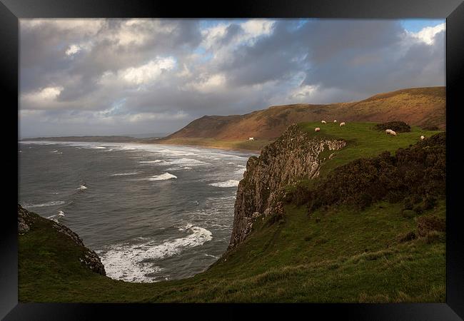  Sheep at Rhossili bay Framed Print by Leighton Collins