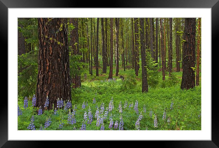 Lupine Carpet Framed Mounted Print by Mike Dawson