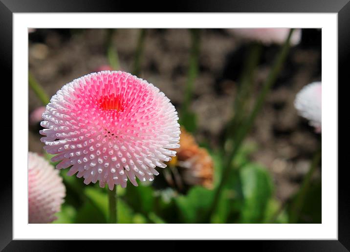  The Last Bright Flower Framed Mounted Print by Adele Crittenden