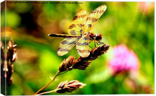  dragonfly Canvas Print by shawn mcphee I