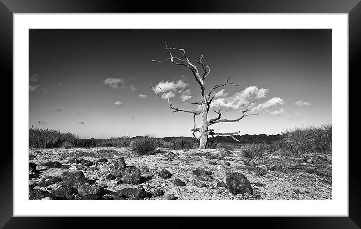  Covehithe Tree Framed Mounted Print by Ian Merton