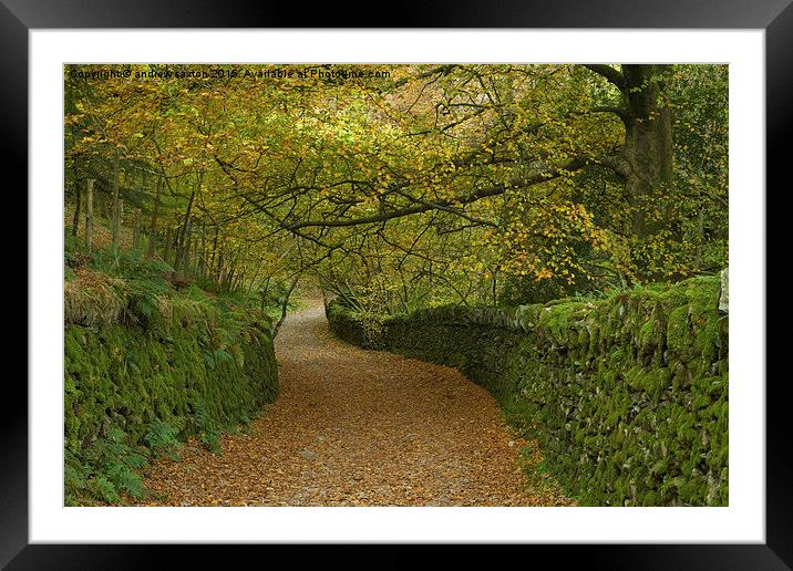  LEAFY LANE Framed Mounted Print by andrew saxton