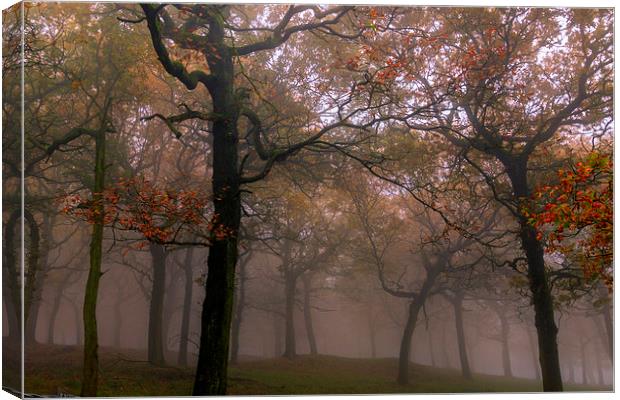 Foggy Autumn   Canvas Print by chris smith
