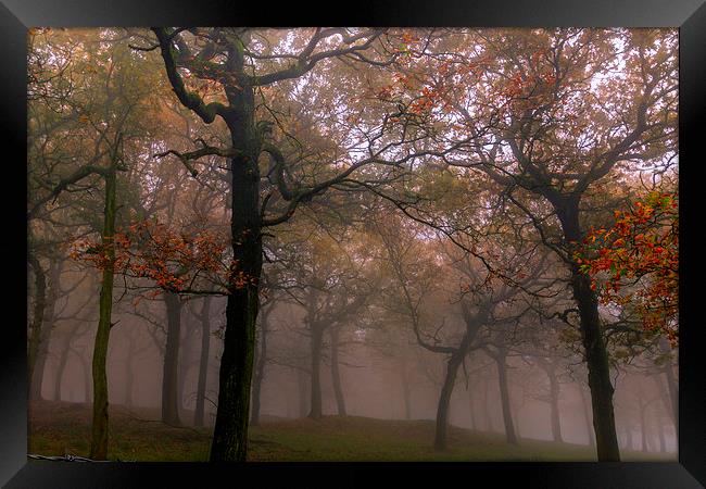 Foggy Autumn   Framed Print by chris smith