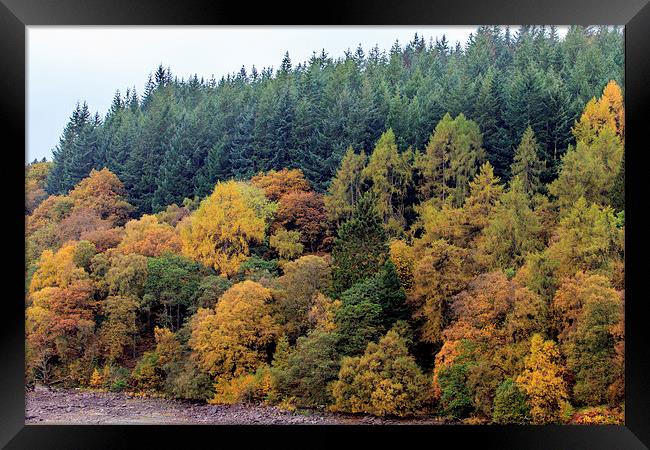 Autumn forest Leaves    Framed Print by chris smith