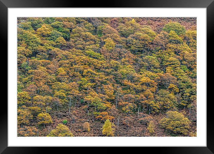 Autumn forest   Framed Mounted Print by chris smith
