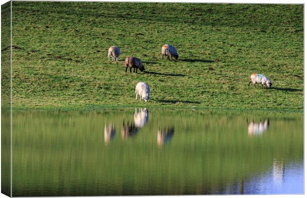 sheep with reflection  Canvas Print by chris smith
