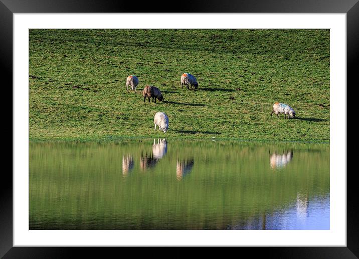 sheep with reflection  Framed Mounted Print by chris smith