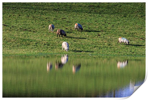 sheep with reflection  Print by chris smith