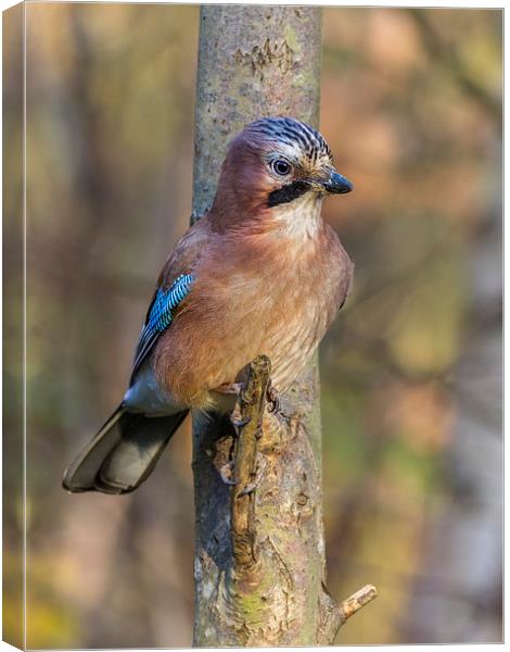 Jay perched  Canvas Print by chris smith