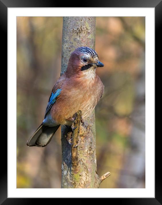 Jay perched  Framed Mounted Print by chris smith