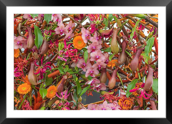 Floral chaos   Framed Mounted Print by chris smith