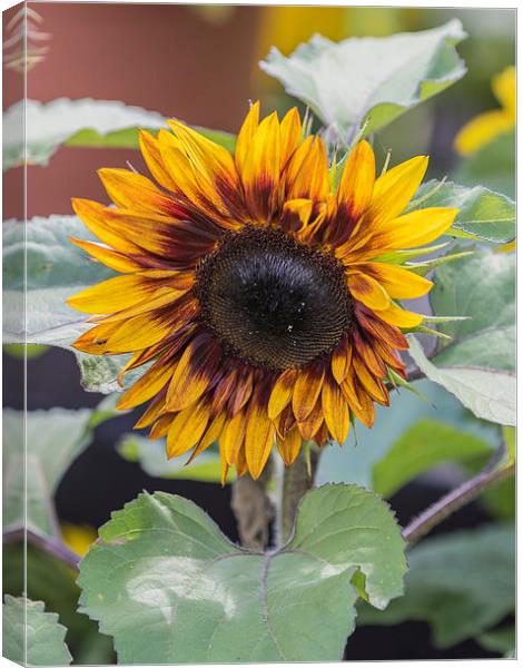 Sunflower  Canvas Print by chris smith