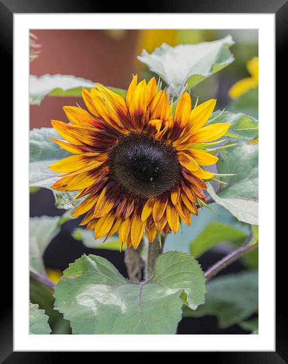 Sunflower  Framed Mounted Print by chris smith