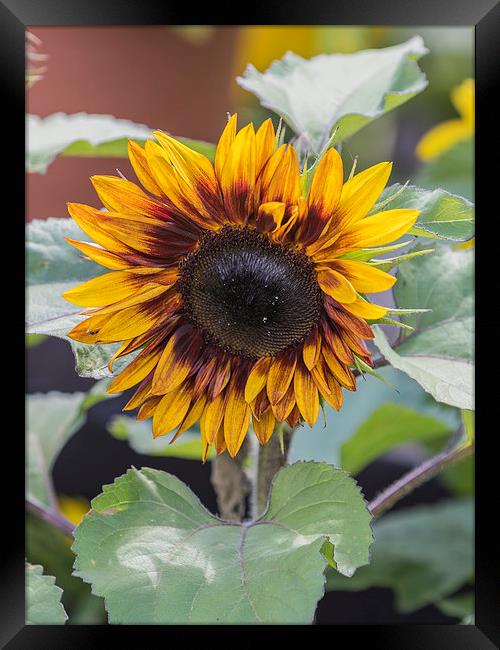 Sunflower  Framed Print by chris smith