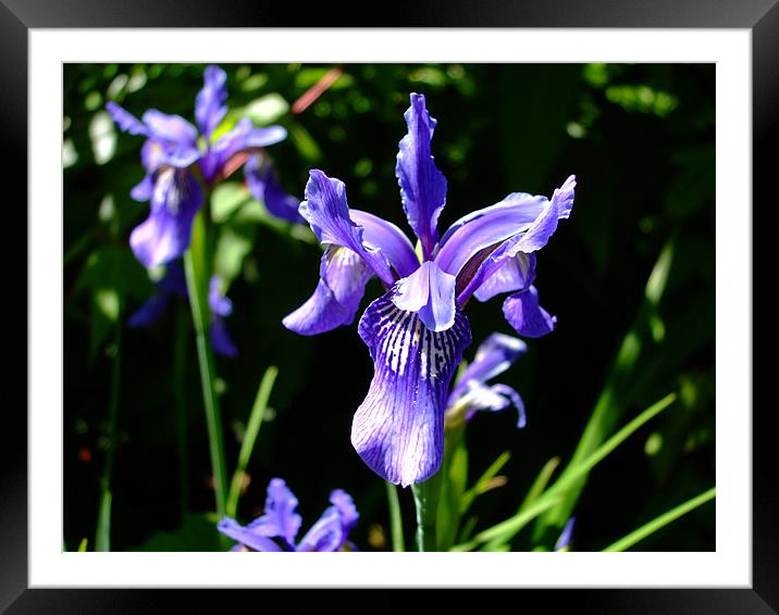 Purple Reign Framed Mounted Print by Stephanie Reeves