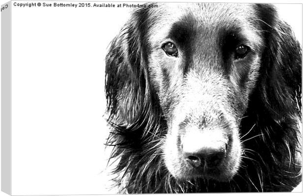 The face of Max the Flat Coat Retriever  Canvas Print by Sue Bottomley