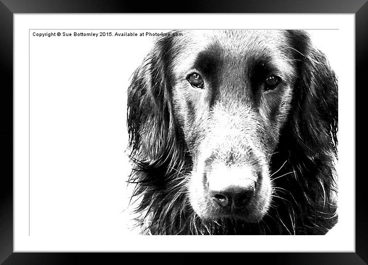 The face of Max the Flat Coat Retriever  Framed Mounted Print by Sue Bottomley