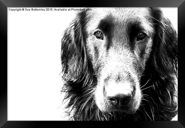 The face of Max the Flat Coat Retriever  Framed Print by Sue Bottomley