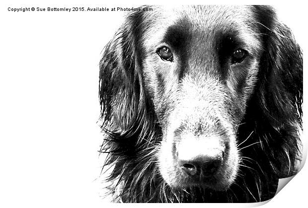 The face of Max the Flat Coat Retriever  Print by Sue Bottomley