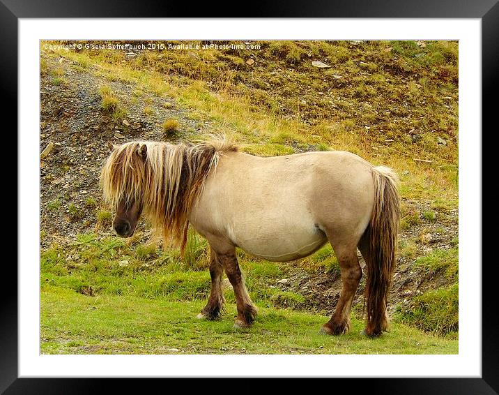  Pony in the Black Mountain Framed Mounted Print by Gisela Scheffbuch
