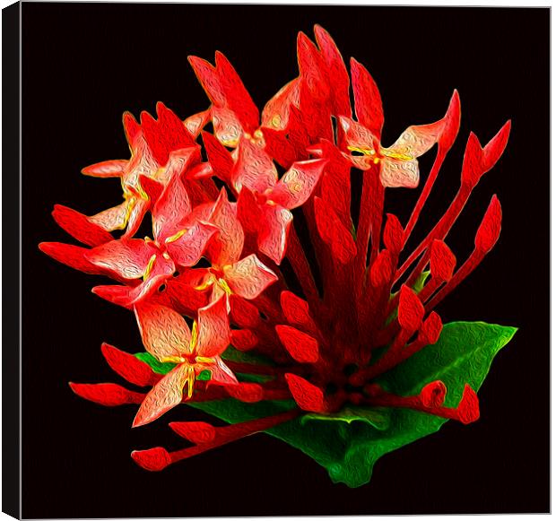 Oil Painted Bougainvillea  Canvas Print by james balzano, jr.