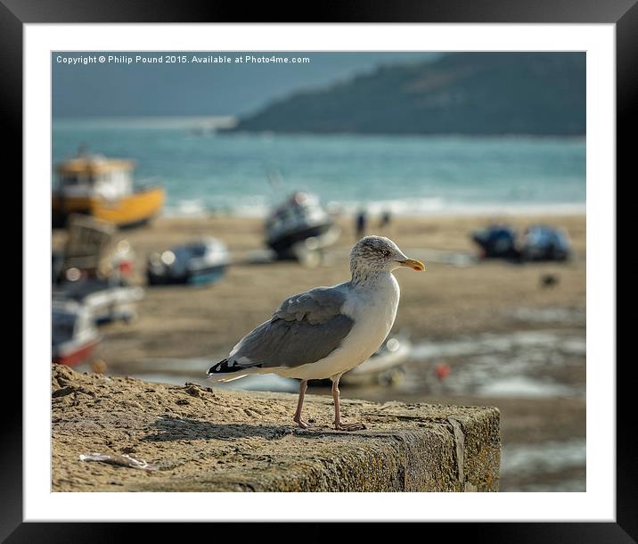  Seagull on the Rock Framed Mounted Print by Philip Pound
