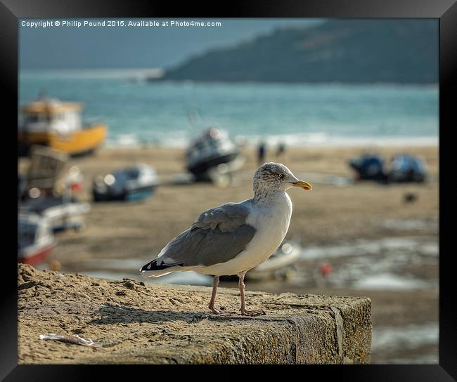  Seagull on the Rock Framed Print by Philip Pound