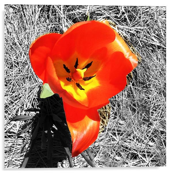Rosy Tulip  Acrylic by james balzano, jr.